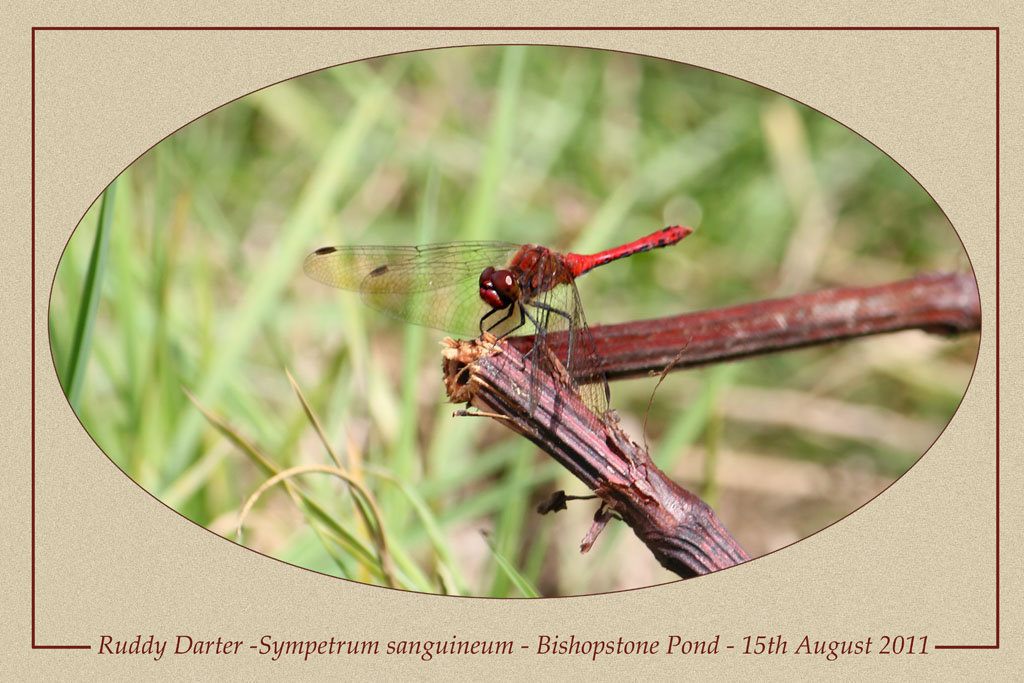 Ruddy Darter Bishopstone Pond 15 8 2011