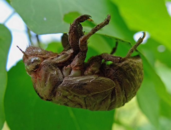 Cicada ready to shed his skin