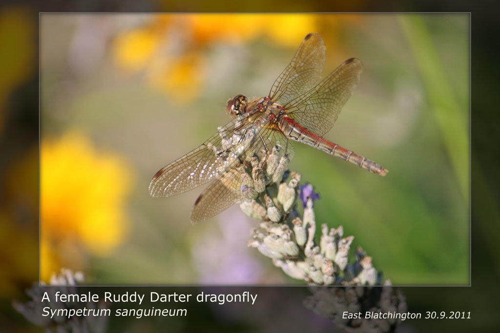 Ruddy Darter female - East Blatchington Pond - 30.9.2011