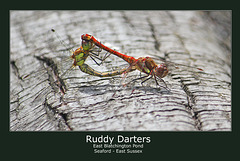Ruddy Darters - East Blatchington Pond - 15.8.2011