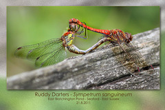 Ruddy Darters m&f - East Blatchington Pond - 21.8.2011