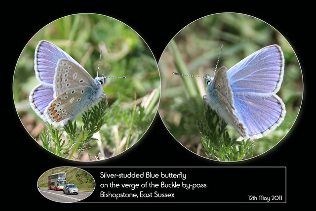 Silver studded blue Bishopstone 12 5 2011