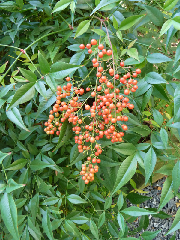 berries