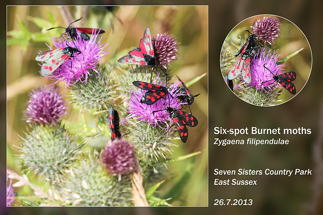 Six-spot Burnet moths - Seven Sisters Country Park - 26.7.2013