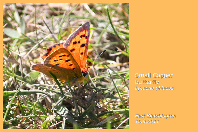 Small Copper butterfly - East Blatchington - 15.9.2011