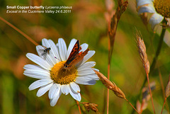 Small Copper Exceat 24 6 2011 x