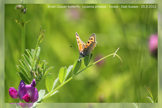 Small Copper - Exceat - 25.5.2012