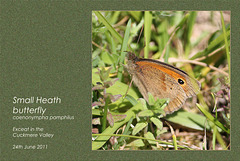 Small Heath butterfly- Exceat - 24.6.2011