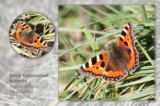 Small Tortoiseshell - Newhaven - 20.3.2013