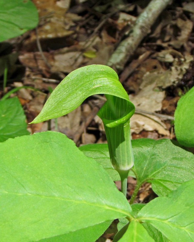 Jack-in-the-pulpit