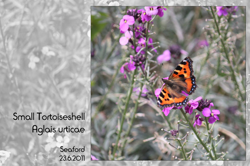 Small Tortoiseshell - Stafford Road, Seaford - 19.6.2011