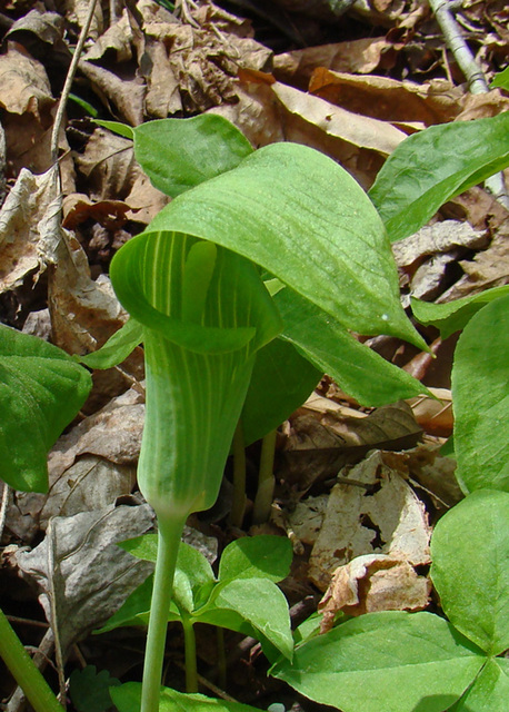 Jack-in-the-pulpit