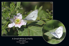 Small white - Exceat - 13.5.2011