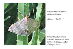 Small White Wave moth Friston 10 6 2011