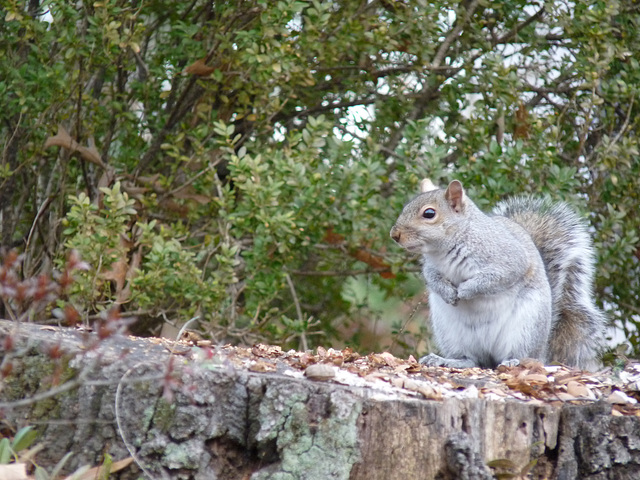 humble squirrel