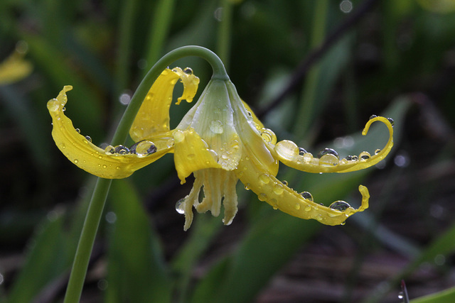 Glacier Lily