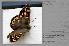 Speckled Wood  E Blatchington 6 5 2012
