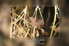 Speckled Wood - East Blatchington - 22.7.2013