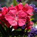 MOUGINS:Fleurs de laurier rose (Nerium oleander).