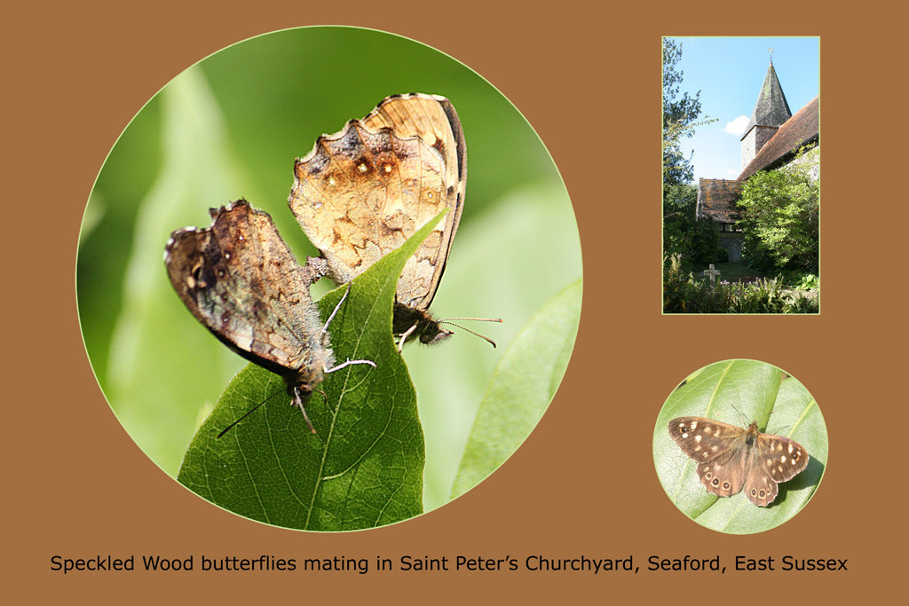 Speckled Woods - mating - Seaford - 23.5.2011