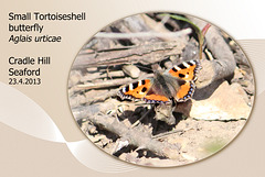 Small Tortoiseshell butterfly - Cradle Hill - 23.4.2013
