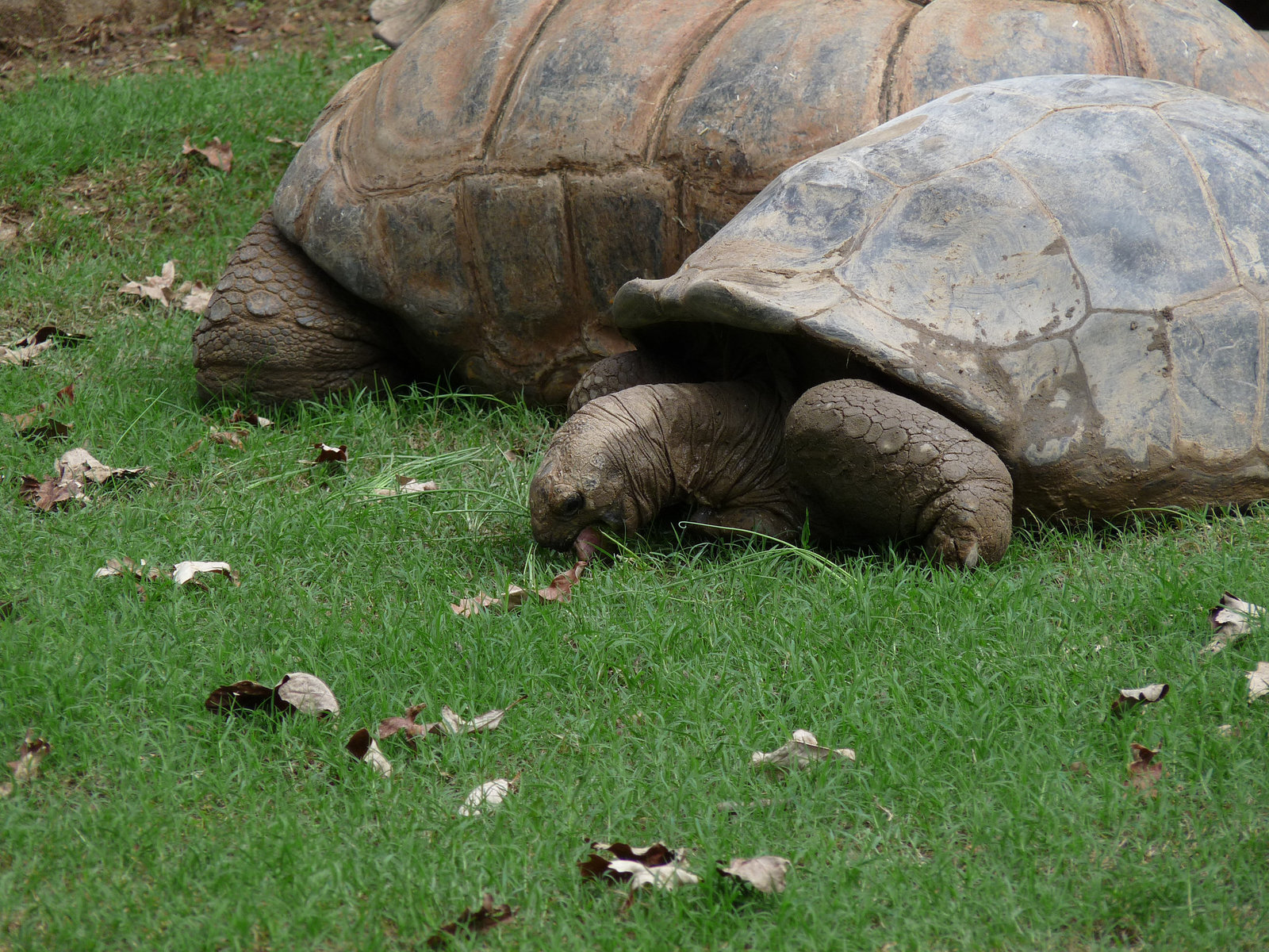 tortoises