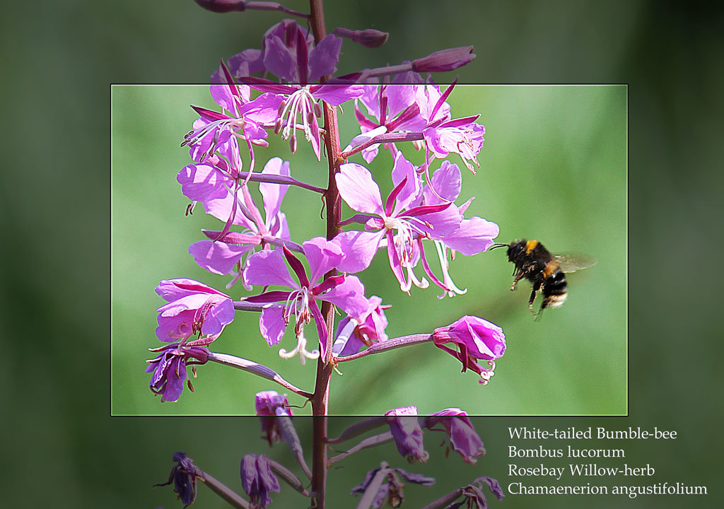 White-tailed Bumble-bee on a Rosebay Willow-herb - East Blatchington Pond - 22.7.2013