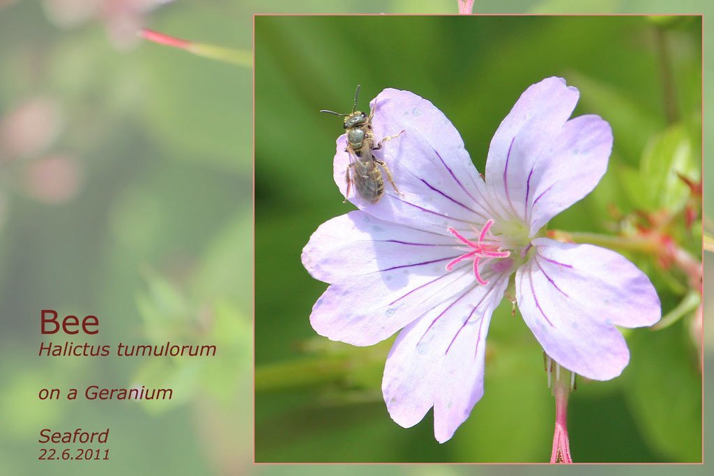 Bee - Hilictus tumulorum - Seaford - 22.6.2011