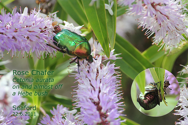 Rose chafer - Seaford - 22.6.2011