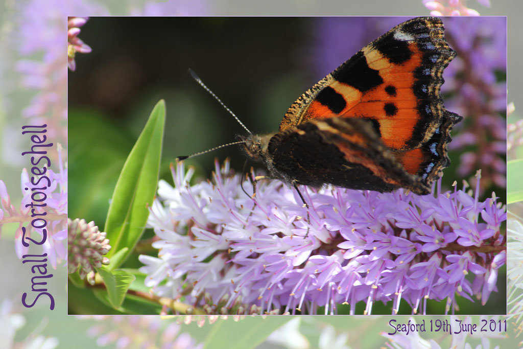 Small Tortoiseshell Seaford 19 6 2011