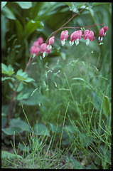 calm fields of spring 04