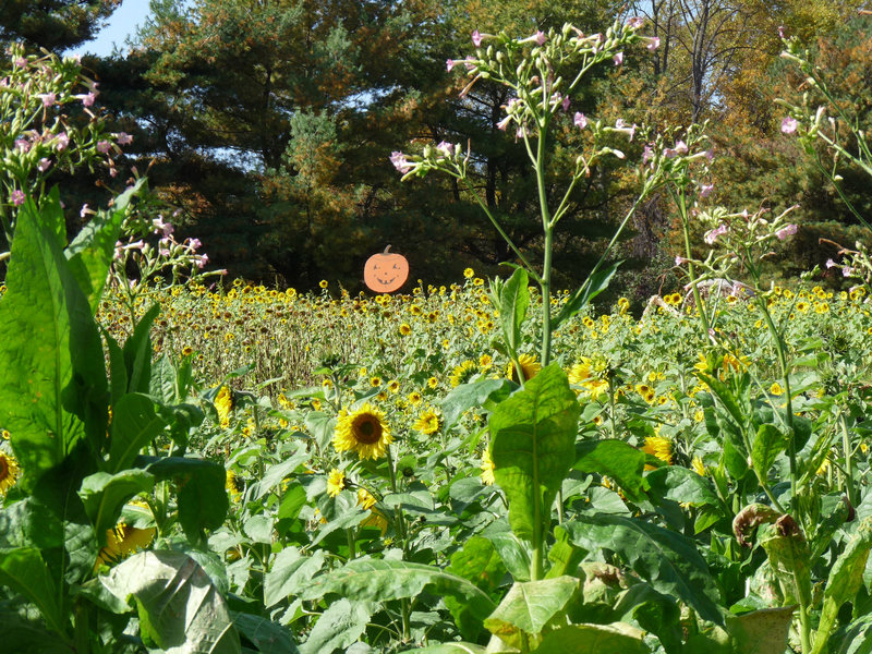 pumpkin patch