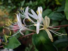 Honeysuckle in August !