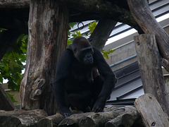 gorilla