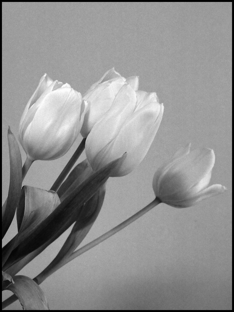 Mamiya 645 Pro Test Mamiya 645 Pro Test