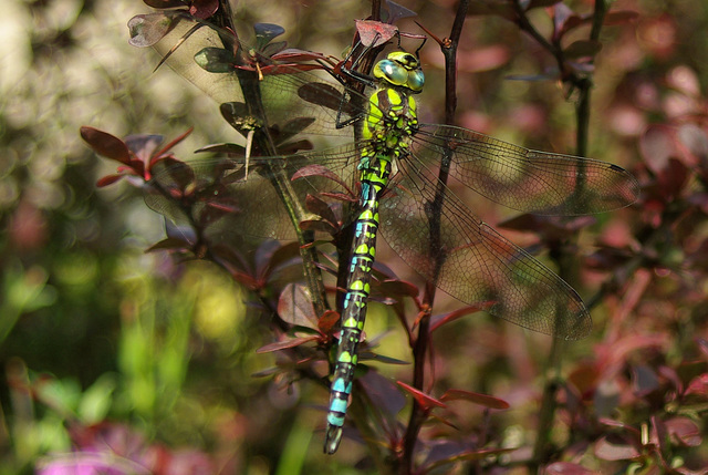 Southern Hawker