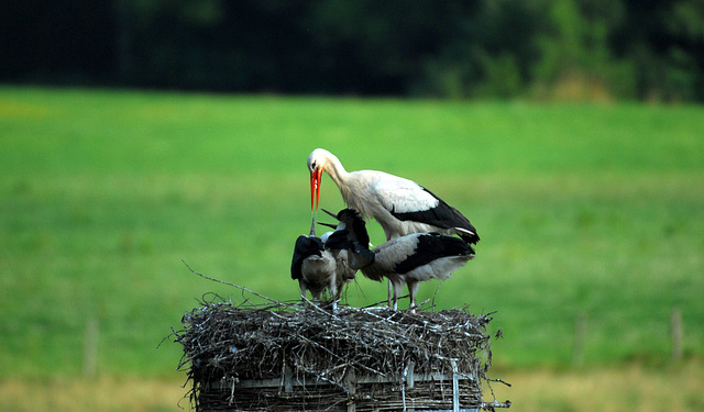 Hindlingen: Cigogne et cigogneaux, le repas.