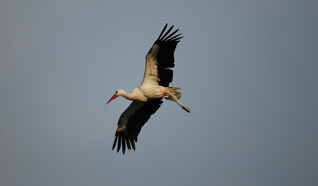 Hindlingen: Une cigogne en vol.