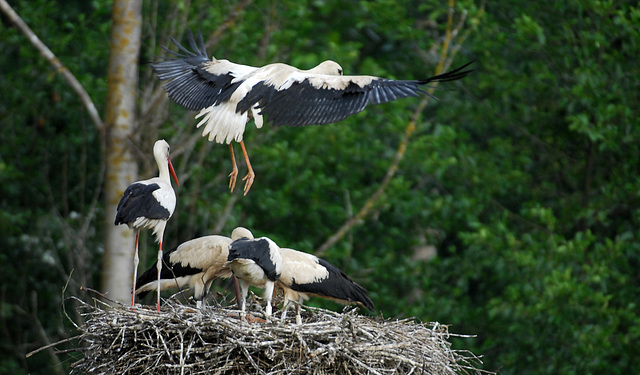 Hindlingen: Cigogne et cigogneaux.