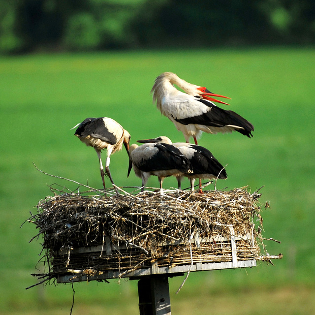 Hindlingen: Cigogne et cigogneaux.