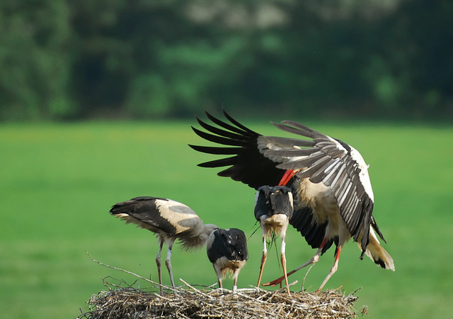 Hindlingen: Cigogne et cigogneaux, bientôt le repas.