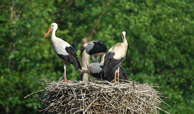 Hindlingen: Cigogne et cigogneaux.