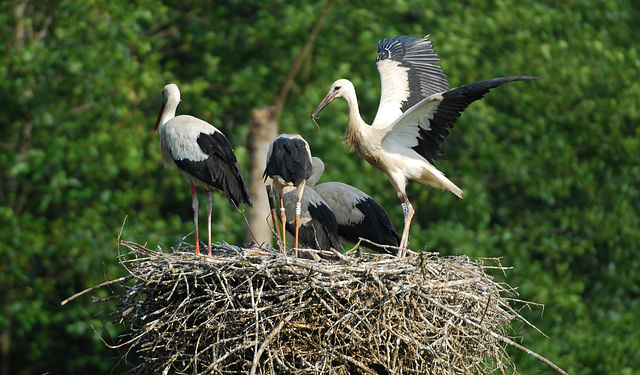 Hindlingen: Cigogne et cigogneaux, bientôt un grand voyage.