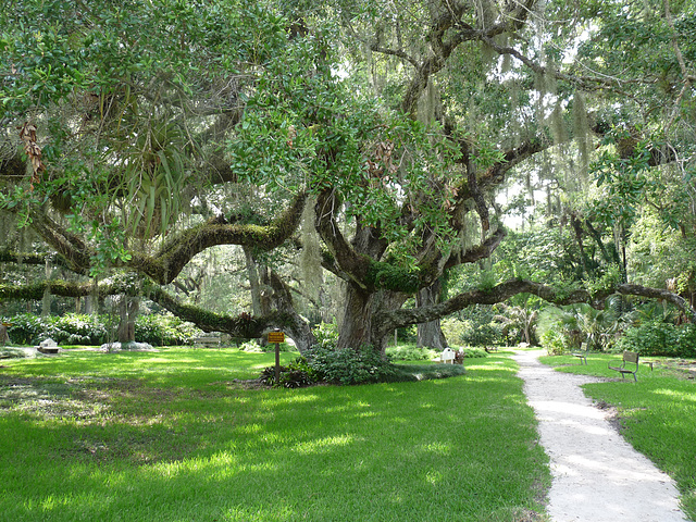 confederate oak