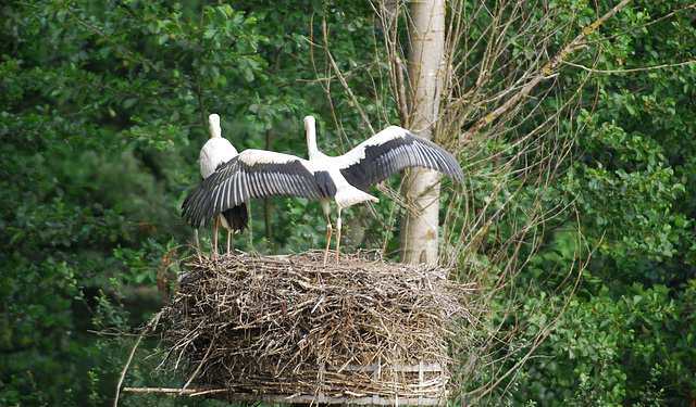 Hindlingen: Cigogne et cigogneaux. prêt pour le premier vol...