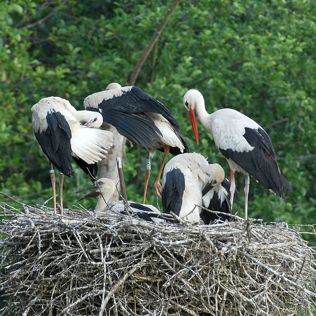 Hindlingen: Cigogne et cigogneaux.