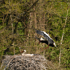 HINDLINGEN: Cigognes dans leur nid.