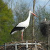 HINDLINGEN: Une cigogne dans son nid.