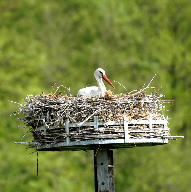 HINDLINGEN: Une cigogne dans son nid.