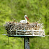 HINDLINGEN: Une cigogne dans son nid.